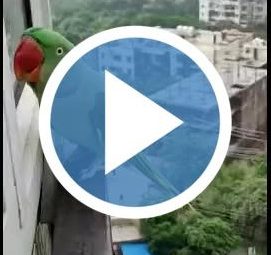 funny parrot thumbnail